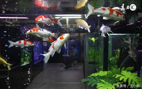 養什麼魚最好養|10種激推!給新手的魚~養這些!讓你告別養魚殺手~【憩魚水族】